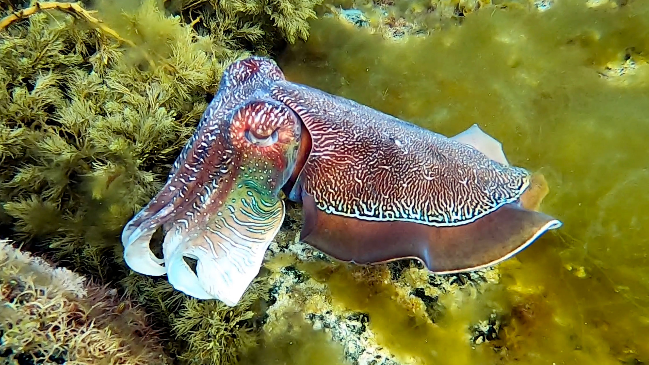 giant-cuttlefish-whyalla-june-2019-calypso-shark-cage-diving