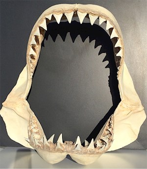 Shark Jaws - Replica