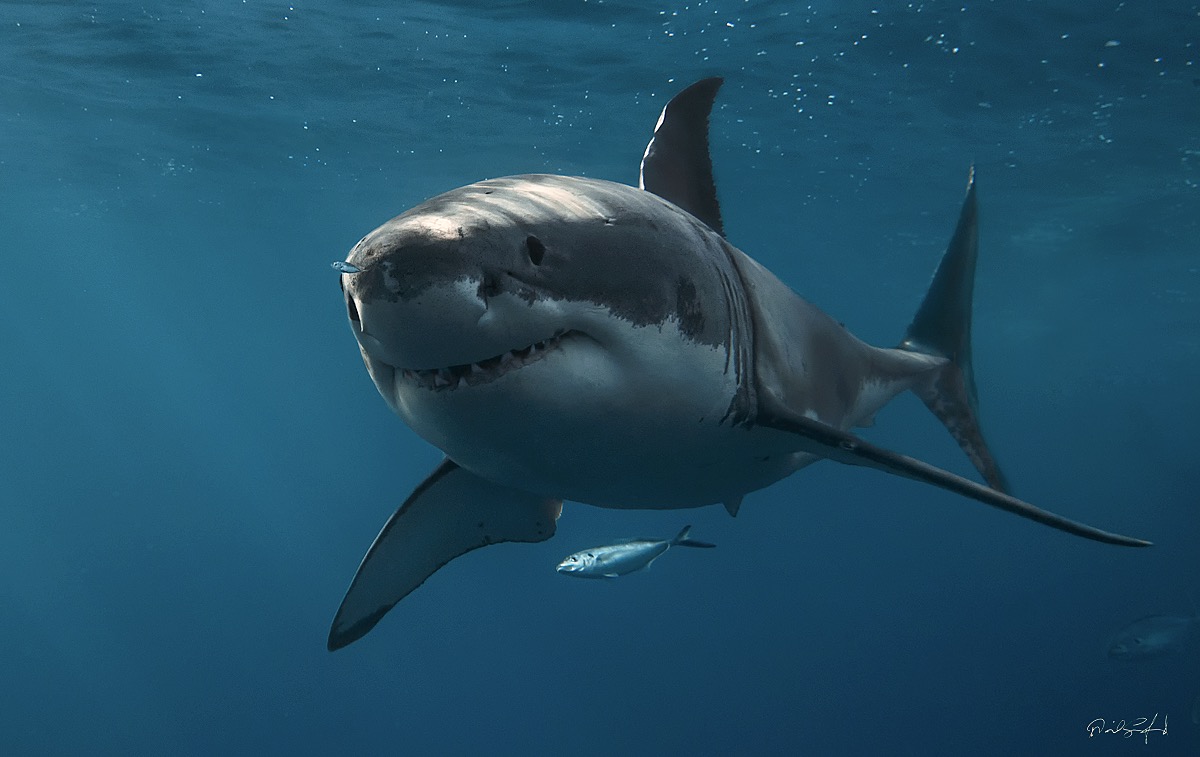 Great White Shark