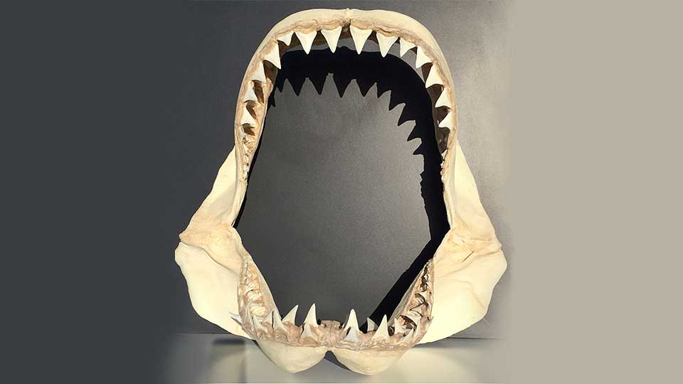 Shark Jaws - Replica