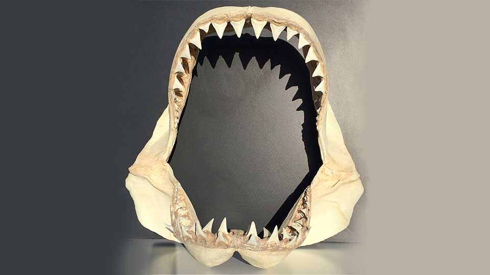 Great White Shark Jaw Replica Skeletons And Skulls, 56% OFF