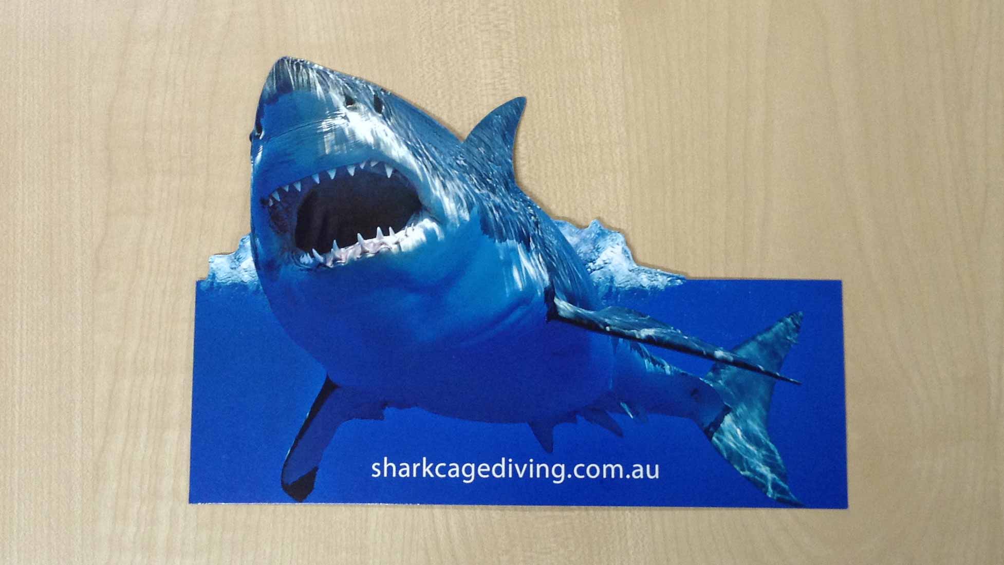 Shark Postcard