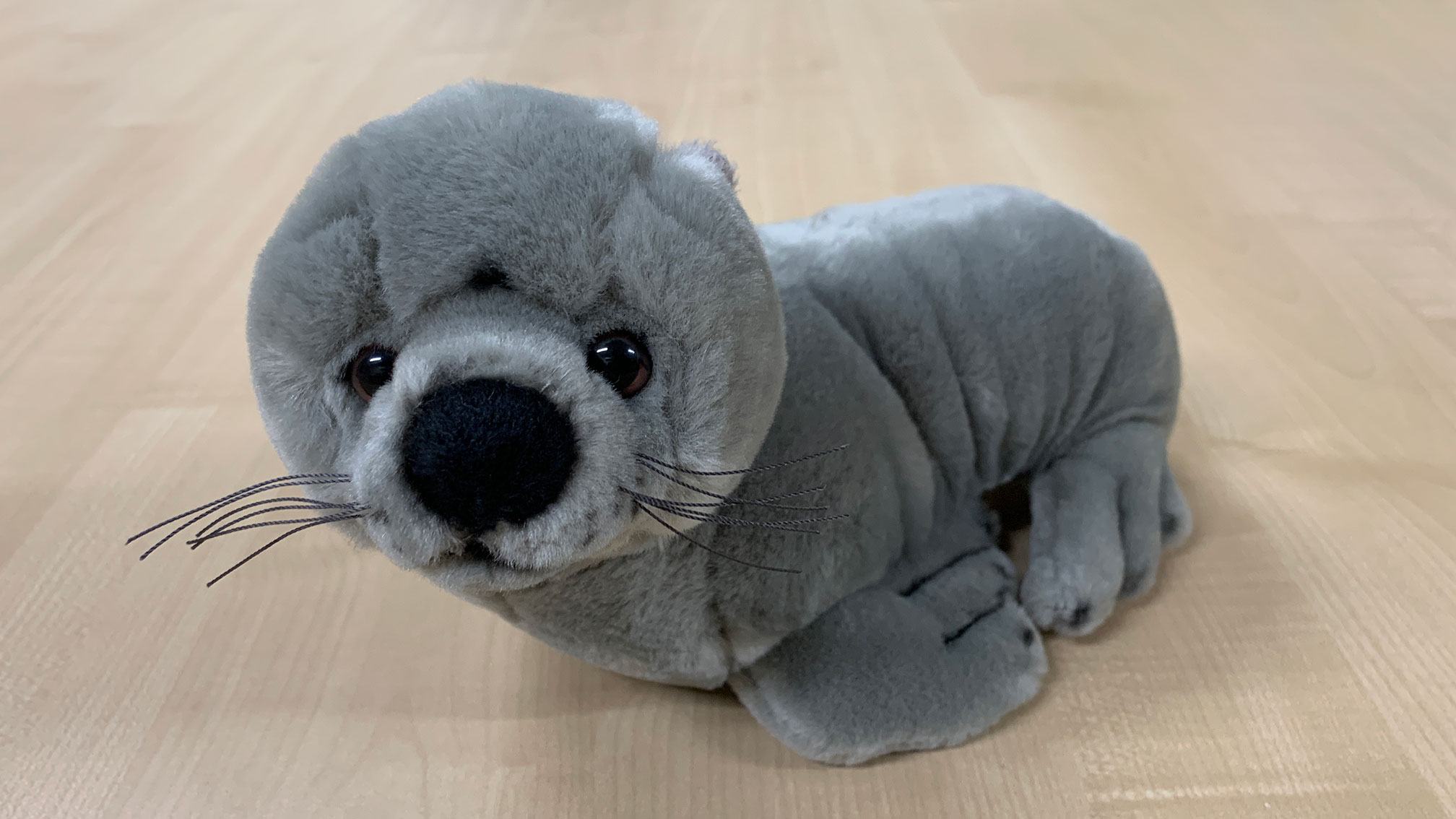Sea Lion 'Mawson'